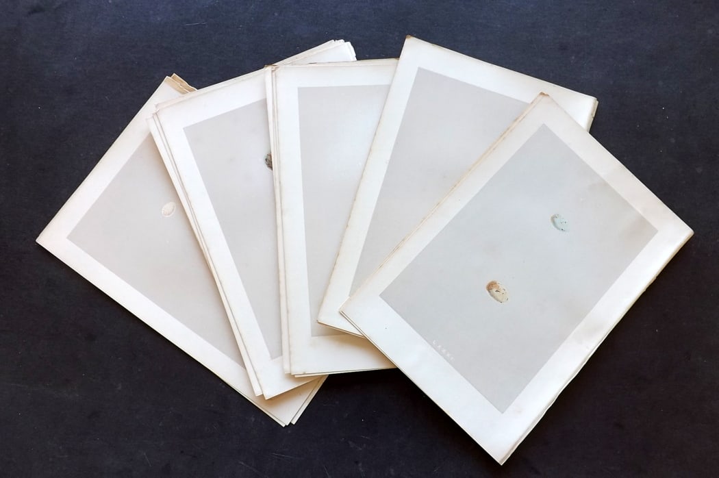 Morris, Francis 1875 Lot of 18 Antique Bird Egg Prints: Antique Woodblocks Published 1875, London for "A Natural History of the Nests and Eggs of British Birds" By the Rev. Francis Orpen Morris, printed Benjamin Fawcett. Paper Size: 10 x 6 inch (25 x 16cm)