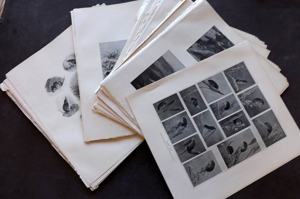 Millais, John 1904 Lot of 30 Rare Folio Natural History Prints: Antique Folio Lithographs & Photoengravings Published 1904, London for "The Mammals of Great Britain and Ireland" by John Guille Millais. Illustrated by Archibald Thorburn, George Lodge and the Author