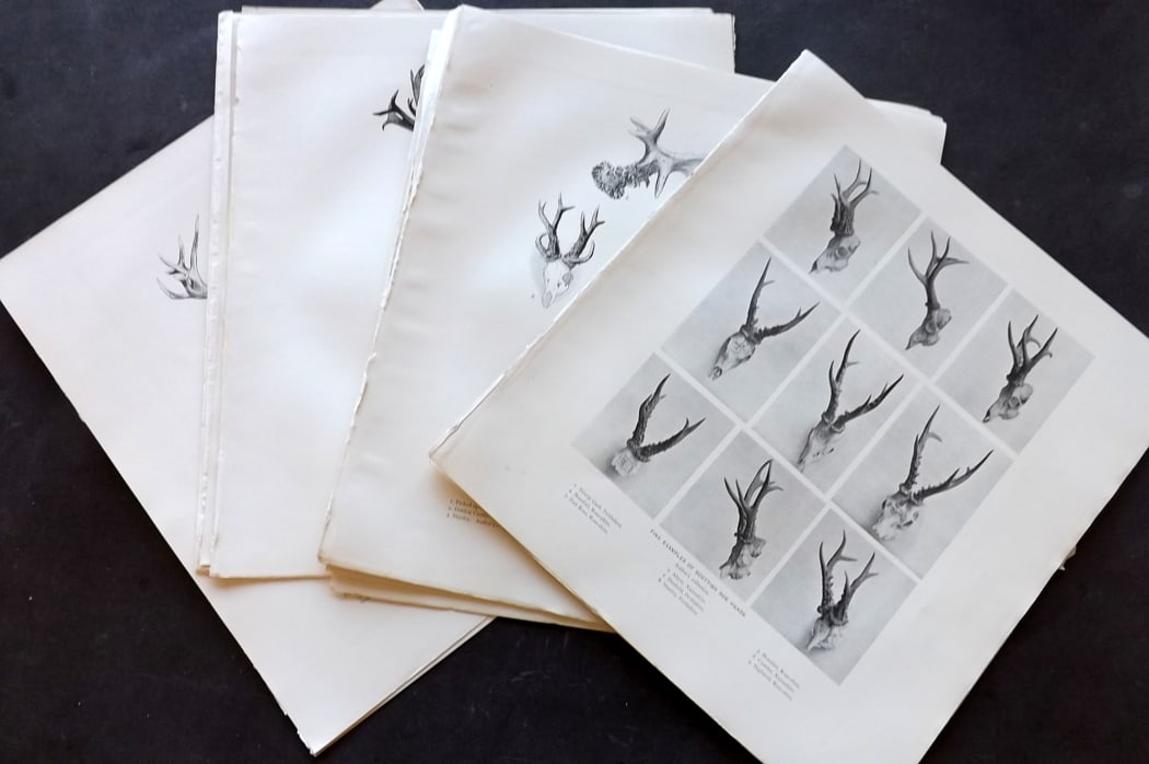 Millais, John 1904 Lot of 14 Folio Deer Antler Prints: Antique Folio Lithographs Published 1904, London for "The Mammals of Great Britain and Ireland"by John Guille Millais. Illustrated by Archibald Thorburn, George Lodge and the Author. Rare - Limited Ed