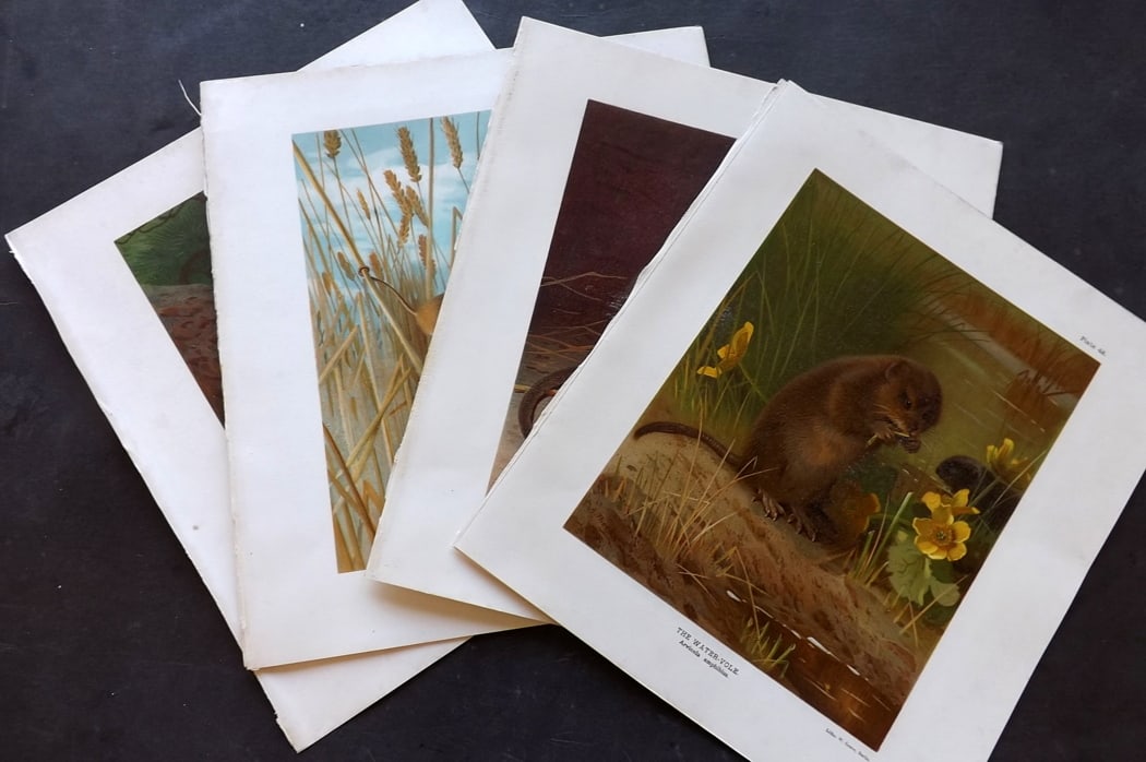 Millais, John 1904 Lot of 7 Folio Rodent Prints: Antique Folio Chromolithographs Published 1904, London for "The Mammals of Great Britain and Ireland"by John Guille Millais. Illustrated by Archibald Thorburn, George Lodge and the Author. Rare - Limi