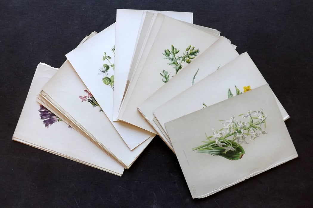 Hulme, F. Edward C1880 Lot of 50 First Edition Botanical Prints (1 of 8)
