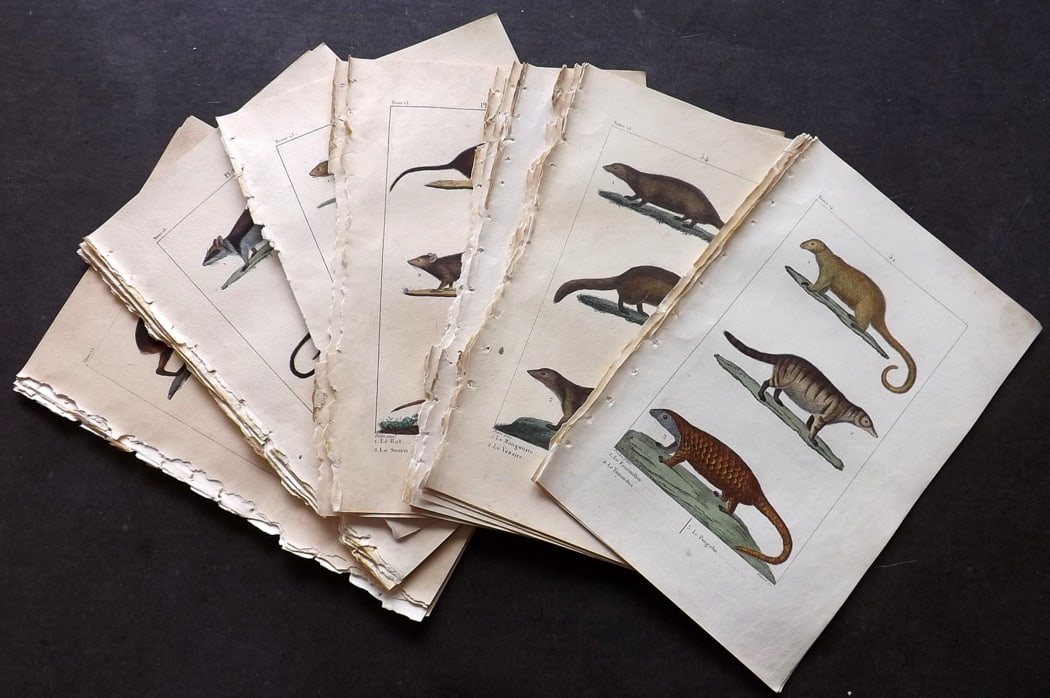 Buffon & Lacepede 1819 Lot of 27 Hand Col Prints. Rodents: Etching with Engraving Published 1819-22, Paris for "Oeuvres completes de Buffon" by the Comte de Buffon and Bernard Germain de Lacepede. Fine hand colour as issued. Paper Size: 8 x 5 inch (20 x 13cm)