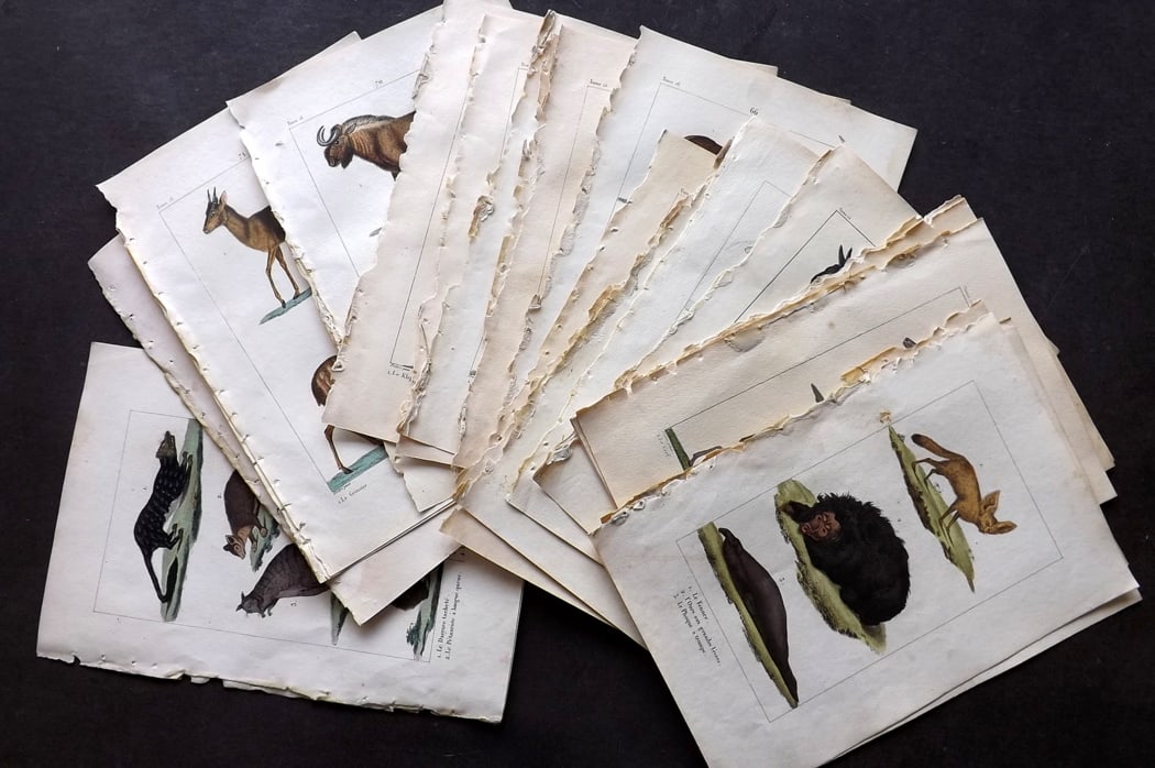 Buffon & Lacepede 1819 Lot of 24 Hand Col Prints. Natural History: Etching with Engraving Published 1819-22, Paris for "Oeuvres completes de Buffon" by the Comte de Buffon and Bernard Germain de Lacepede. Fine hand colour as issued. Paper Size: 8 x 5 inch (20 x 13cm)