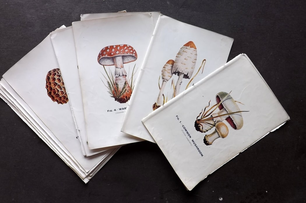 MAFF 1925 Lot of 24 Antique Mushroom Fungi Prints: Offset Lithograph Published 1925, London for "Edible and Poisonous Fungi" by the Ministry of Agriculture & Fisheries (MAFF) Reverse side blank. Paper Size: 8 x 5.5 inch (21 x 14cm) Good Condition