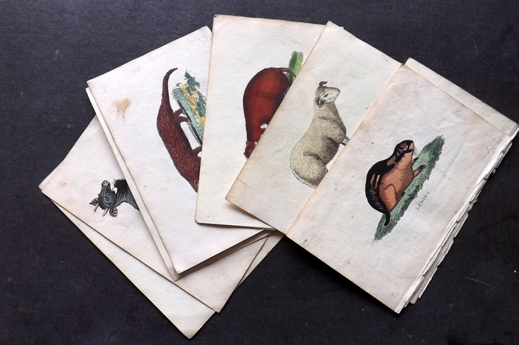Holloway, William 1804 Lot of 10 Hand Col Natural History Prints: Antique Copper Plate Published 1803-04, London for "The British Museum; Or Elegant Repository of Natural History" by William Holloway and John Branch. Fine hand colour as issued. Paper Size: 5 x 3.5 i