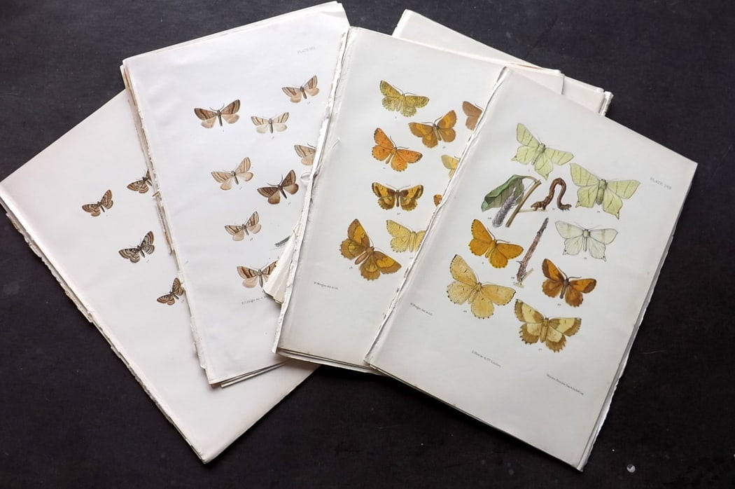 Barrett, Charles 1900 Lot of 12 Antique Moth Prints. (1 of 4)