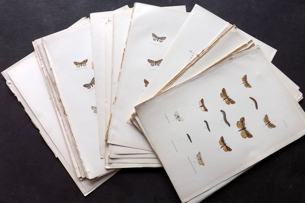 Barrett, Charles 1900 Lot of 24 Antique Moth Prints. (1 of 4)