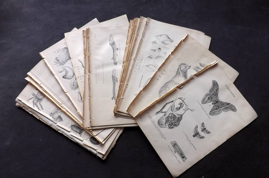 National Encyclopedia C1880 Lot of 52 Natural History Prints: Antique Woodblock/Engraving Published C1875-1901 by William Mackenzie, London for "The National Encyclopedia: A dictionary of Universal Knowledge" Paper Size: 9.5 x 6.5 inch (24 x 16.5cm) Good Conditi