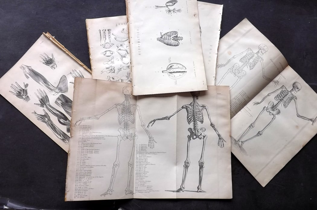 National Encyclopedia C1880 Lot of 18 Antique Anatomy: Antique Woodblock/Engraving Published C1875-1901 by William Mackenzie, London for "The National Encyclopedia: A dictionary of Universal Knowledge" Paper Size: 9.5 x 6.5 inch (24 x 16.5cm) plus a few l