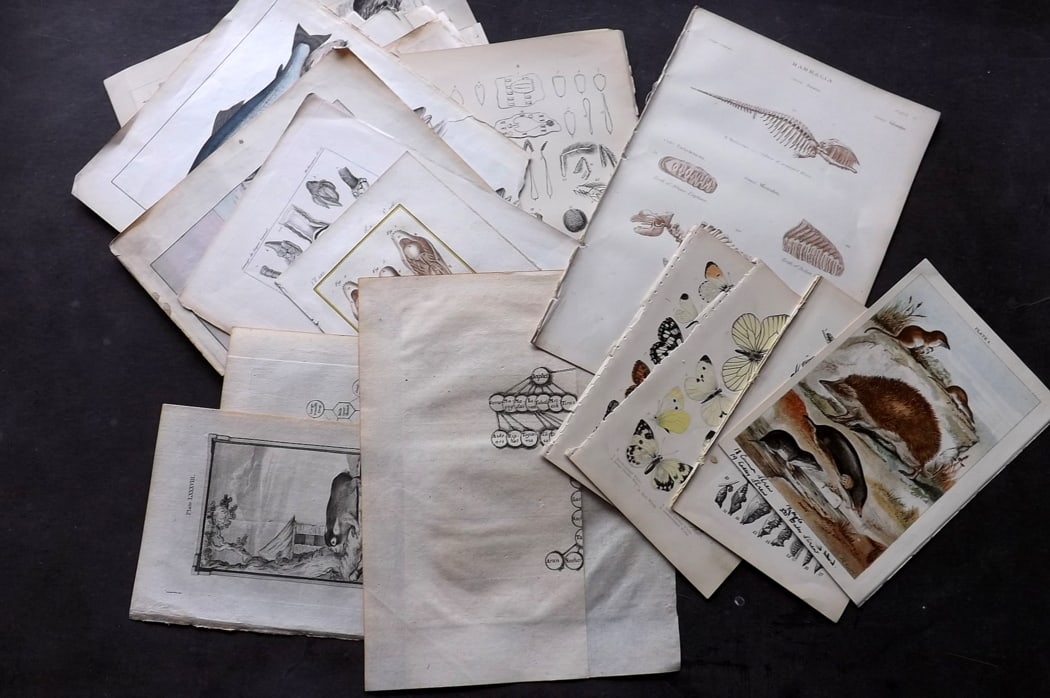 Natural History 19th Cent. Lot of 35 Antique Prints: Lot of approx 35 Engraving and Lithos. Examples by Buffon, Richardson, Blackie, Cuvier, Morris, Barclay, Gordon, Barrett, and others. Paper Size: Up to 12 x 10 inch (31 x 25cm) Some with faults, many 