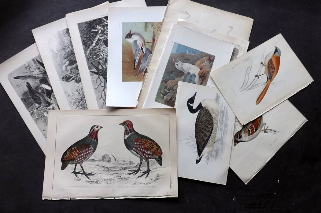 Birds 19th Cent. Lot of 14 Antique Prints (1 of 3)