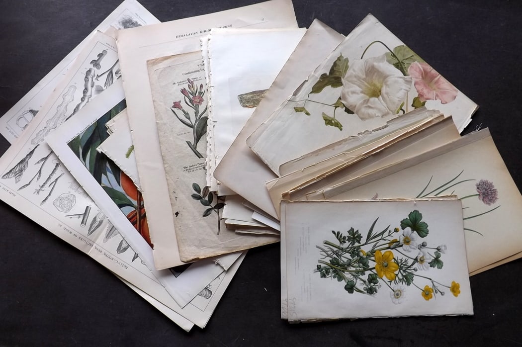 Botanical 19th Cent. Lot of 58 Antique Prints: Lot of approx 58 Engraving and Lithos. Examples by Pratt, Sowerby, MAFF, Lindman, Cooke, Gordon, Payne, Ward, Blackie and others. Paper Size: Up to 12 x 10 inch (31 x 25cm) Some with faults, most in G