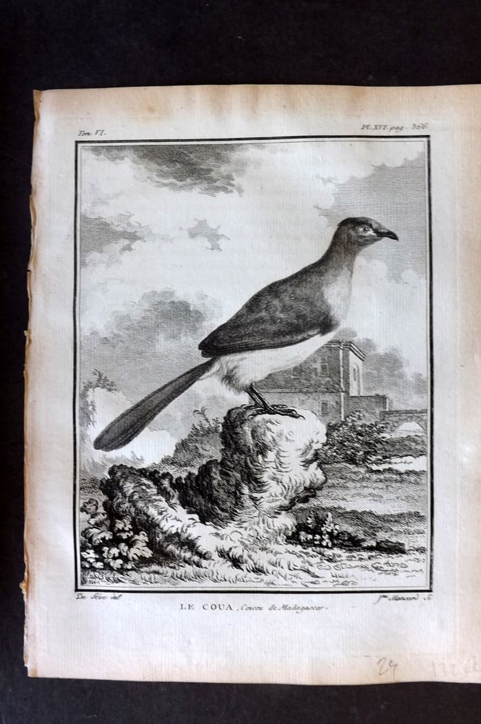 Buffon, Comte de 1779 Antique Bird Print - 1st Ed. Le Coua of Madagascar 06-16: Copper Plate Published 1770-85 Imprimerie Royale, Paris for "Histoire Naturelle des Oiseaux" First Edition by Georges-Louis Leclerc, Comte de Buffon. Paper Size: 10 x 8 inch (25 x 20cm) Good Condition