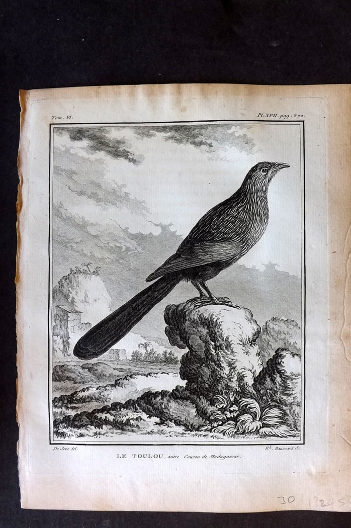 Buffon, Comte de 1779 Antique Bird Print - 1st Ed. Le Toulou of Madagascar 06-17 (1 of 1)
