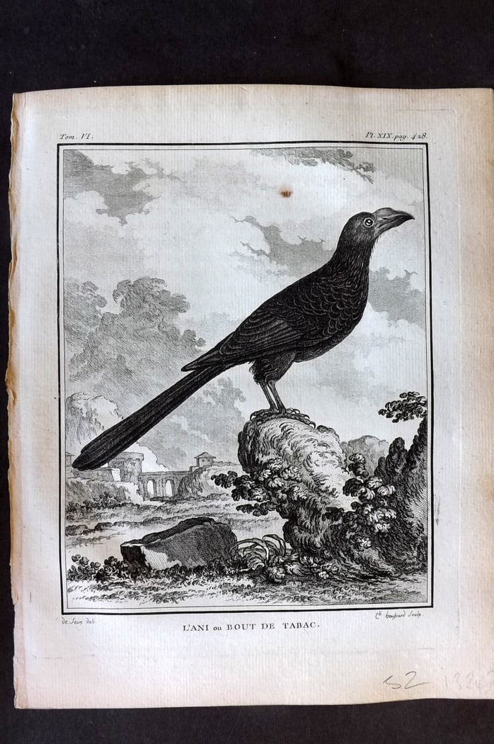 Buffon, Comte de 1779 Antique Bird Print - 1st Ed. L'Ani ou Bout de Tabac 06-19 (1 of 1)