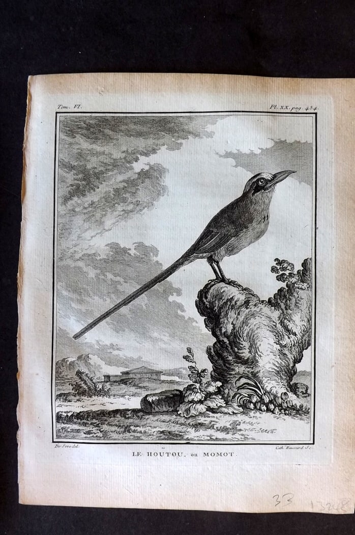 Buffon, Comte de 1779 Antique Bird Print - 1st Ed. Le Houtou ou Momot 06-20 (1 of 1)