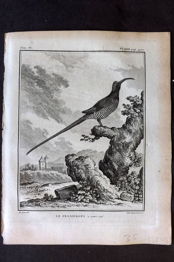 Buffon, Comte de 1779 Antique Bird Print - 1st Ed. Le Promerops 06-22 (1 of 1)