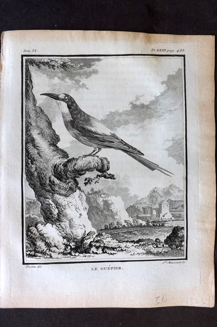 Buffon, Comte de 1779 Antique Bird Print - 1st Ed. Le Guepier 06-23 Bee-Eater (1 of 1)