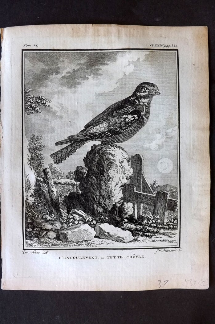 Buffon, Comte de 1779 Antique Bird Print - 1st Ed. L'Engoulevent ou Tette-Chevre 06-24 (1 of 1)