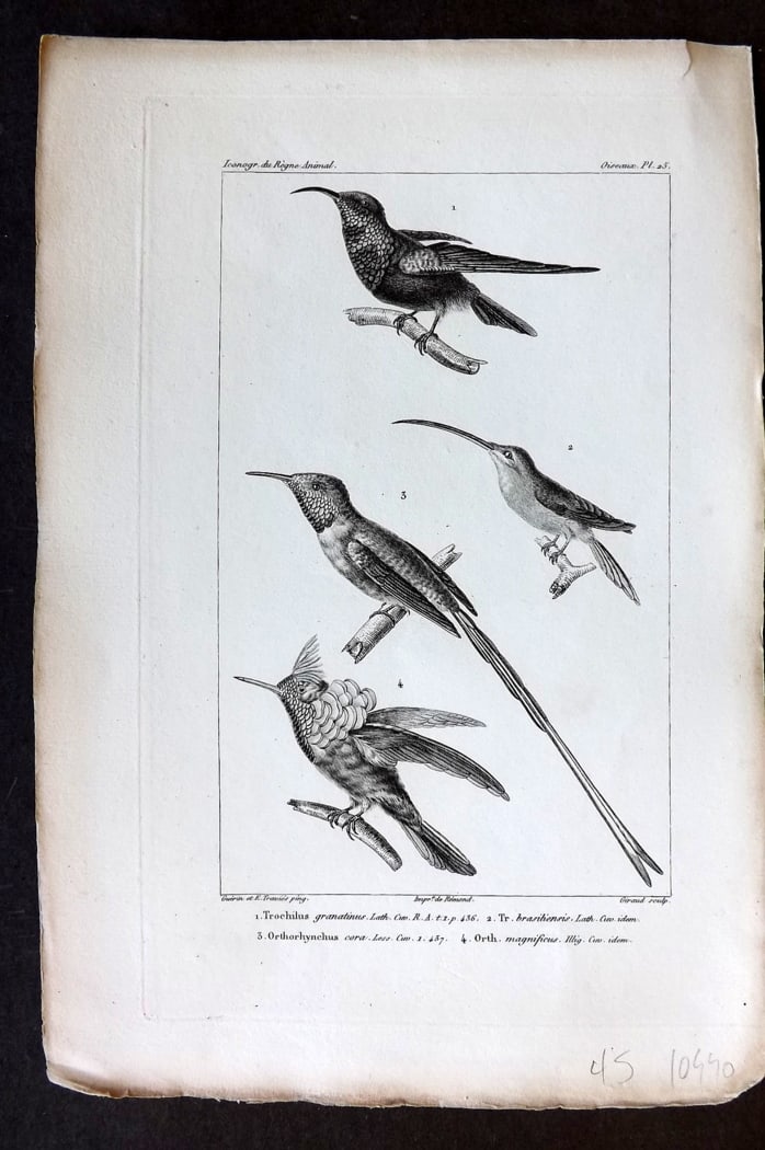 Cuvier, Baron C1830 Antique Bird Print. Trochilus, Orthorhynchus Hummingbirds 25: Steel Engraving Published 1829-44, Paris for "Iconographie du regne animal de G. Cuvier" by the Baron Cuvier. Paper Size: 9.5 x 6 inch (24 x 16cm) Good Condition