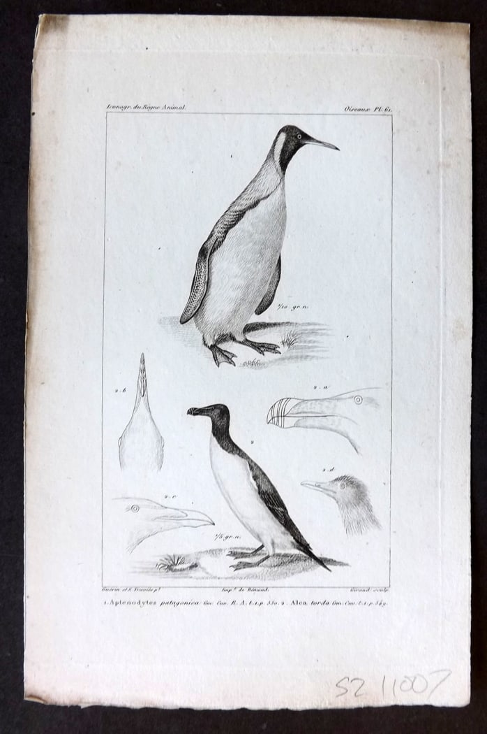 Cuvier, Baron C1830 Bird Print. Aptenodytes, Alca Torda. Great Penguin Razorbill 61: Steel Engraving Published 1829-44, Paris for "Iconographie du regne animal de G. Cuvier" by the Baron Cuvier. Paper Size: 9.5 x 6 inch (24 x 16cm) Very minor margin toning. Good Condition
