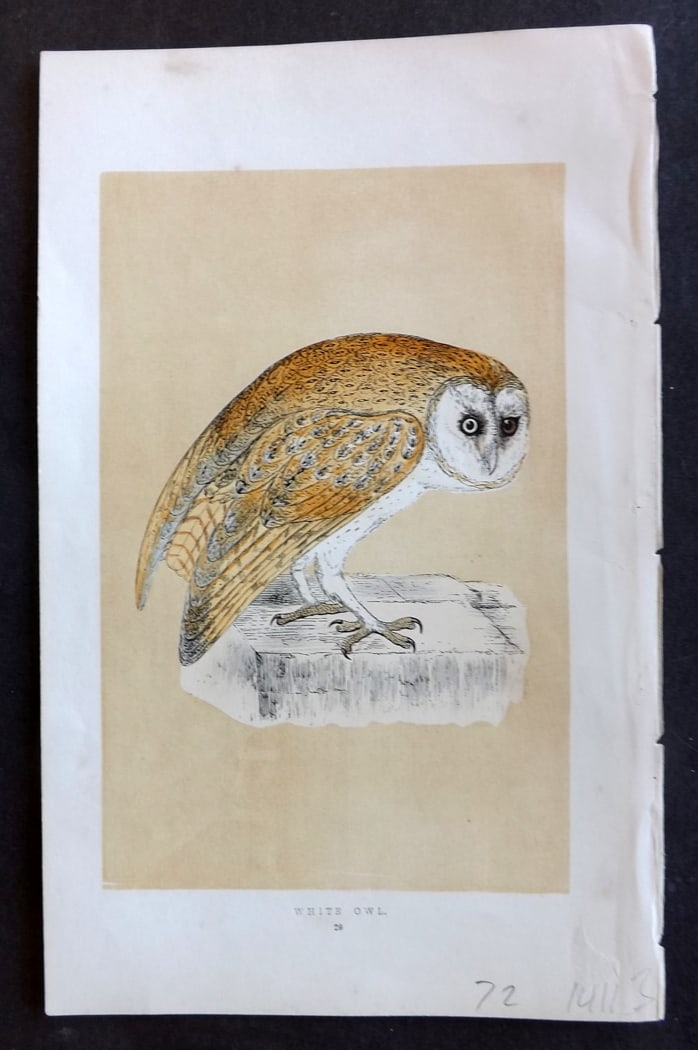 Morris, Francis 1851 Hand Col Bird Print. White Owl: Woodblock Published 1851-57, London for "A History of British Birds" First Edition by the Rev. Francis Orpen Morris. Printed in colours and finished by hand. Paper Size: 9.5 x 6 inch (24 x 15cm) Good 
