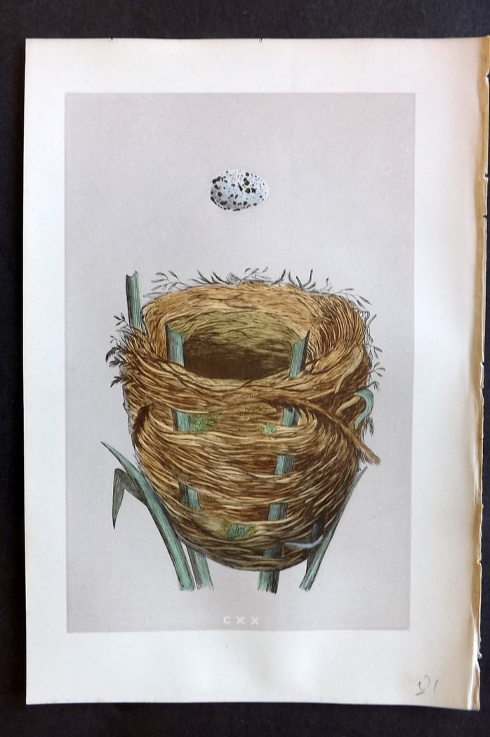 Morris, Francis 1875 Antique Bird Nest & Egg Print. Great Sedge Warbler 120: Woodblock Published 1875, London for "A Natural History of the Nests and Eggs of British Birds" By the Rev. Francis Orpen Morris, printed Benjamin Fawcett. Paper Size: 10 x 6 inch (25 x 16cm) Good Con
