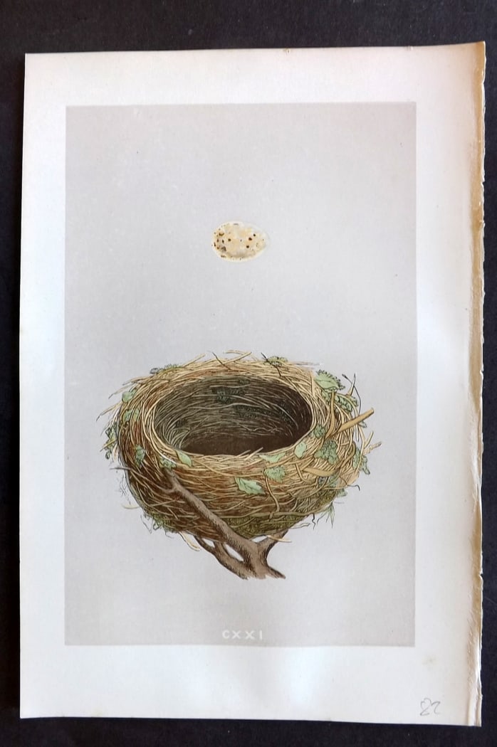 Morris, Francis 1875 Antique Bird Nest & Egg Print. Blackcap 121: Woodblock Published 1875, London for "A Natural History of the Nests and Eggs of British Birds" By the Rev. Francis Orpen Morris, printed Benjamin Fawcett. Paper Size: 10 x 6 inch (25 x 16cm) Good Con