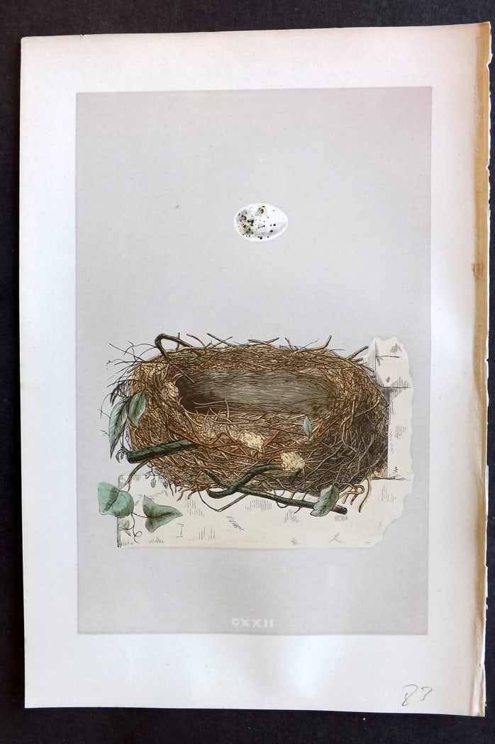 Morris, Francis 1875 Antique Bird Nest & Egg Print. Garden Warbler 123: Woodblock Published 1875, London for "A Natural History of the Nests and Eggs of British Birds" By the Rev. Francis Orpen Morris, printed Benjamin Fawcett. Paper Size: 10 x 6 inch (25 x 16cm) Good Con