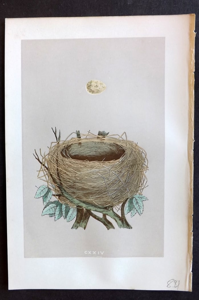 Morris, Francis 1875 Antique Bird Nest & Egg Print. Whitethroat 124: Woodblock Published 1875, London for "A Natural History of the Nests and Eggs of British Birds" By the Rev. Francis Orpen Morris, printed Benjamin Fawcett. Paper Size: 10 x 6 inch (25 x 16cm) Good Con