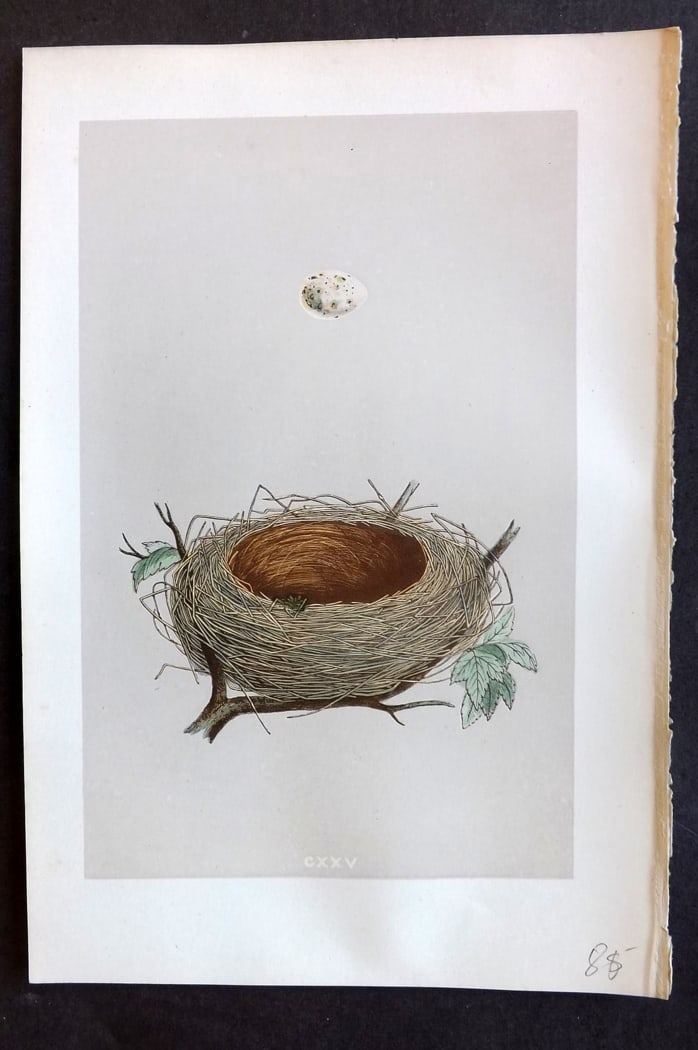 Morris, Francis 1875 Antique Bird Nest & Egg Print. Lesser Whitethroat 125: Woodblock Published 1875, London for "A Natural History of the Nests and Eggs of British Birds" By the Rev. Francis Orpen Morris, printed Benjamin Fawcett. Paper Size: 10 x 6 inch (25 x 16cm) Good Con