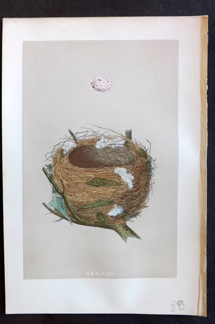 Morris, Francis 1875 Antique Bird Nest & Egg Print. Melodious Willow Warbler 128: Woodblock Published 1875, London for "A Natural History of the Nests and Eggs of British Birds" By the Rev. Francis Orpen Morris, printed Benjamin Fawcett. Paper Size: 10 x 6 inch (25 x 16cm) Good Con