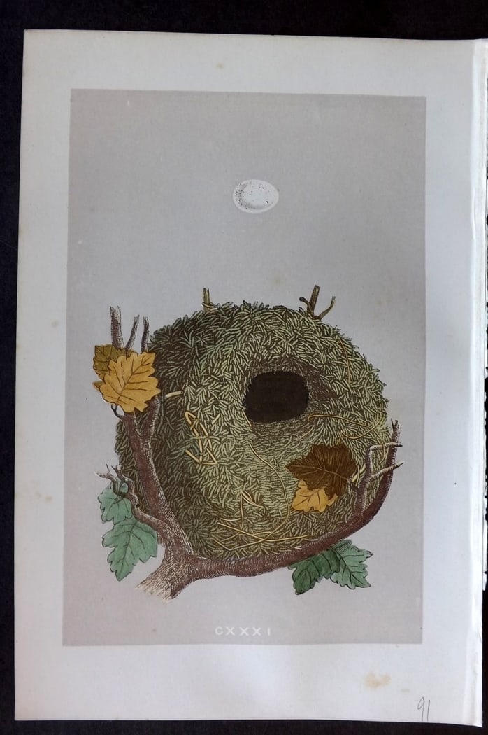 Morris, Francis 1875 Antique Bird Nest & Egg Print. Wren 131: Woodblock Published 1875, London for "A Natural History of the Nests and Eggs of British Birds" By the Rev. Francis Orpen Morris, printed Benjamin Fawcett. Paper Size: 10 x 6 inch (25 x 16cm) Good Con