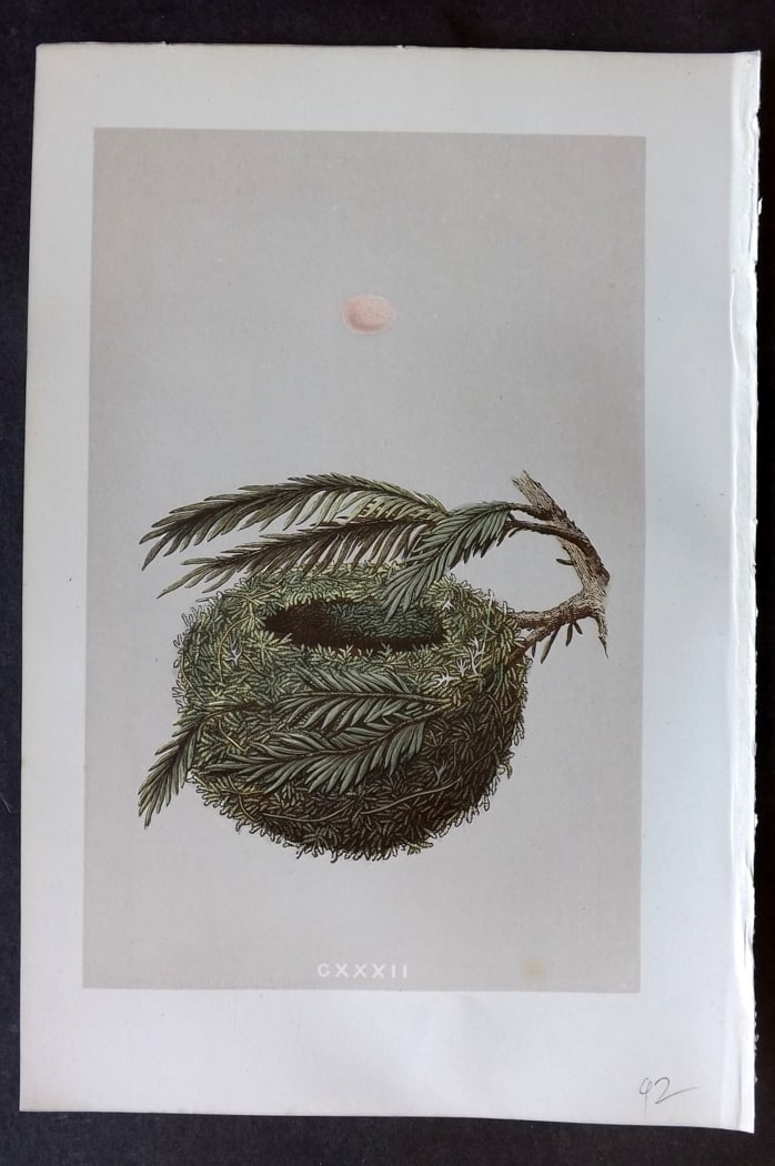 Morris, Francis 1875 Antique Bird Nest & Egg Print. Goldcrest 132: Woodblock Published 1875, London for "A Natural History of the Nests and Eggs of British Birds" By the Rev. Francis Orpen Morris, printed Benjamin Fawcett. Paper Size: 10 x 6 inch (25 x 16cm) Good Con