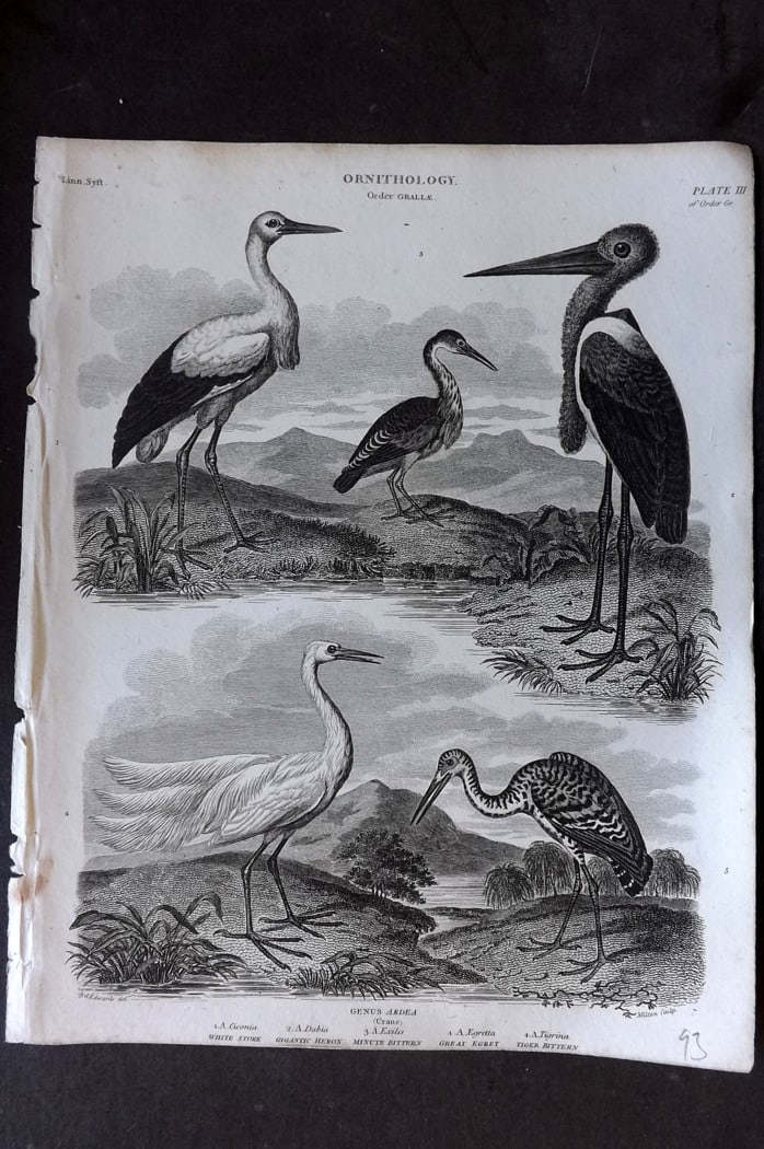 Rees, Abraham 1820 Bird Print. White Stork, Crane, Bittern, Egret: Copper Plate Published 1802-20 by Longman, Hurst, Rees & Orme for "The Cycloaedia: or, Universal dictionary of arts, sciences, and literature" By Abraham Rees. Paper Size: 10.5 x 8.5 inch (27 x 22cm) 