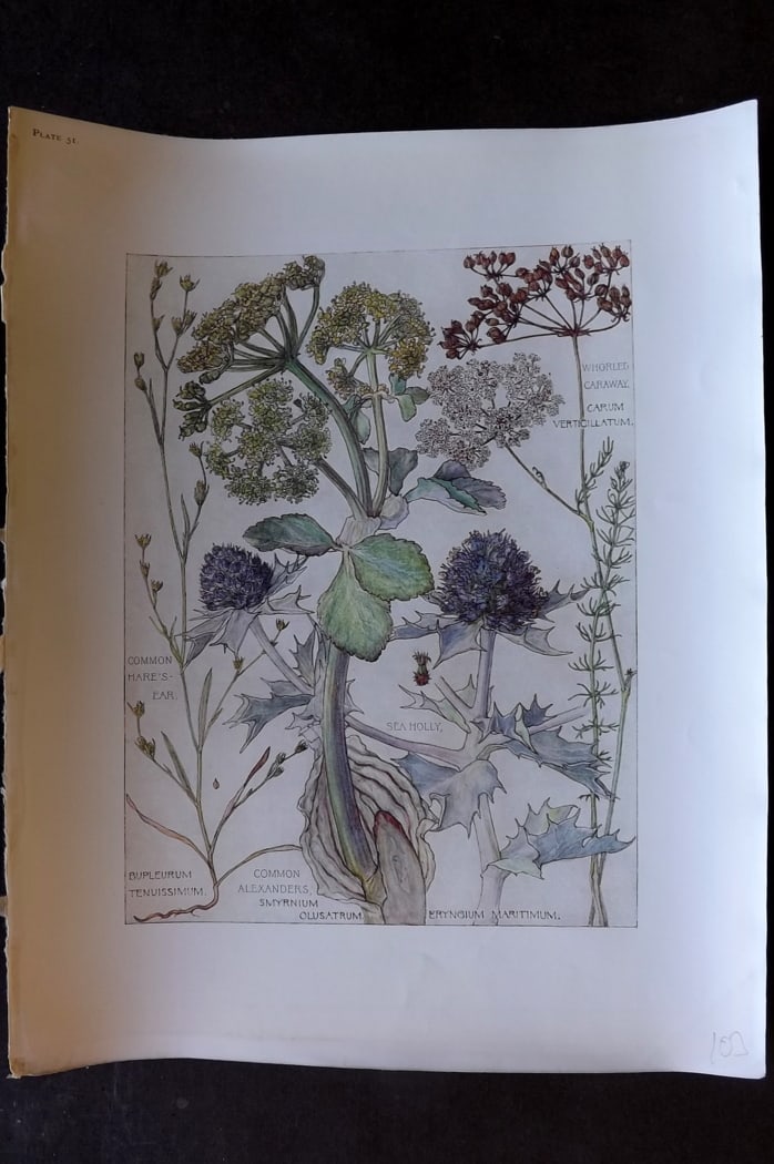 Adams, Harriet Isabel 1907 Botanical Print. Hare's Ear, Sea Holly, Alexanders 51: Offset Lithograph Published 1907-10, London for "Wild Flowers of British Isles" by Harriet Isabel Adams. Scarce. Paper Size: 11 x 8.5 inch (28 x 22cm)