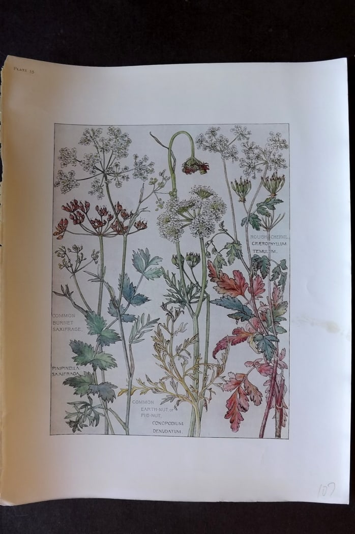 Adams, Harriet Isabel 1907 Botanical Print. Saxifrage, Earth Nut, Denudatum, Temulum 55 (1 of 1)