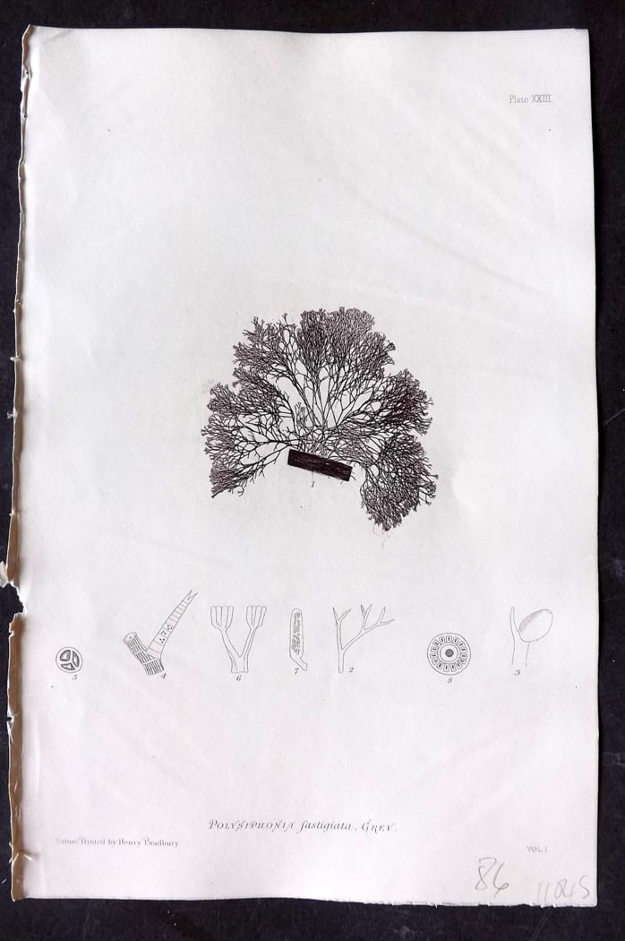 Bradbury, Henry 1859 Nature Printed Seaweed Print. Polysiphonia Fastigiata 23: Nature Printed Electrotype Published 1859 by Henry Bradbury, London for "The Nature-Printed British Sea-Weeds" by William Grosart Johnstone and Alexander Croall. Paper Size: 9.5 x 6 inch (24 x 15cm) I