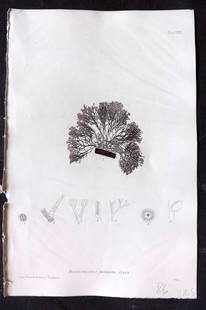 Bradbury, Henry 1859 Nature Printed Seaweed Print. Polysiphonia Fastigiata 23: Nature Printed Electrotype Published 1859 by Henry Bradbury, London for "The Nature-Printed British Sea-Weeds" by William Grosart Johnstone and Alexander Croall. Paper Size: 9.5 x 6 inch (24 x 15cm) I