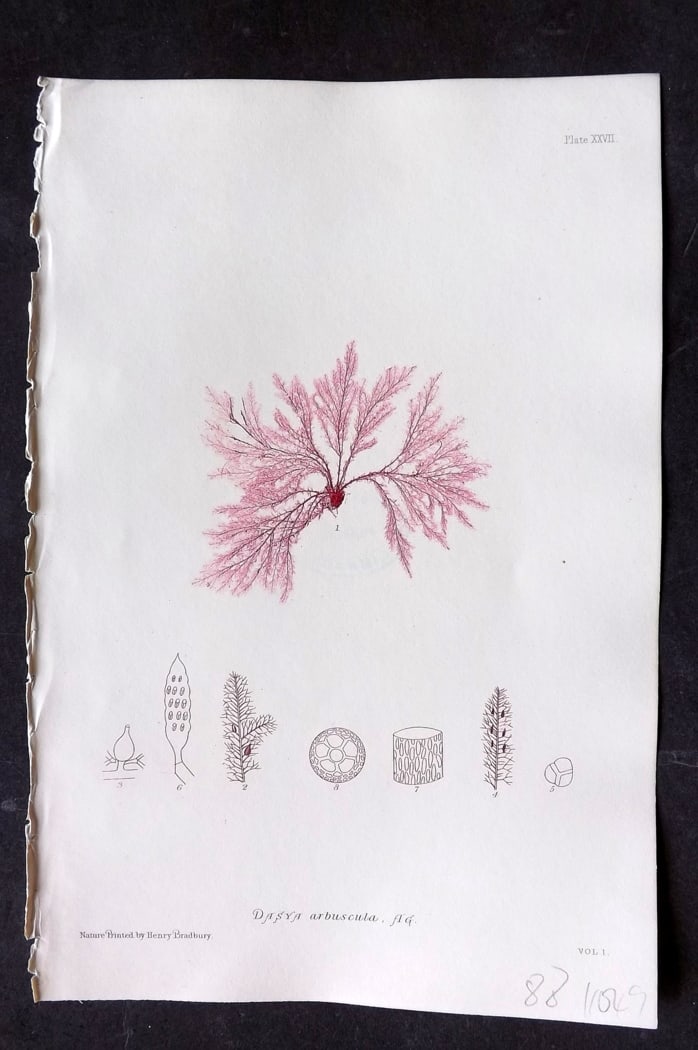 Bradbury, Henry 1859 Nature Printed Seaweed Print. Dasya Arbuscula 27': Nature Printed Electrotype Published 1859 by Henry Bradbury, London for "The Nature-Printed British Sea-Weeds" by William Grosart Johnstone and Alexander Croall. Paper Size: 9.5 x 6 inch (24 x 15cm) I