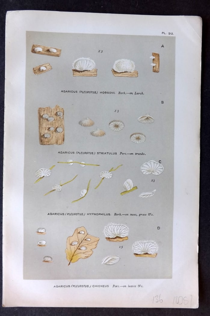 Cooke, Mordecai 1881 Antique Mushroom Print. Agaricus Chioneus 212 (1 of 1)