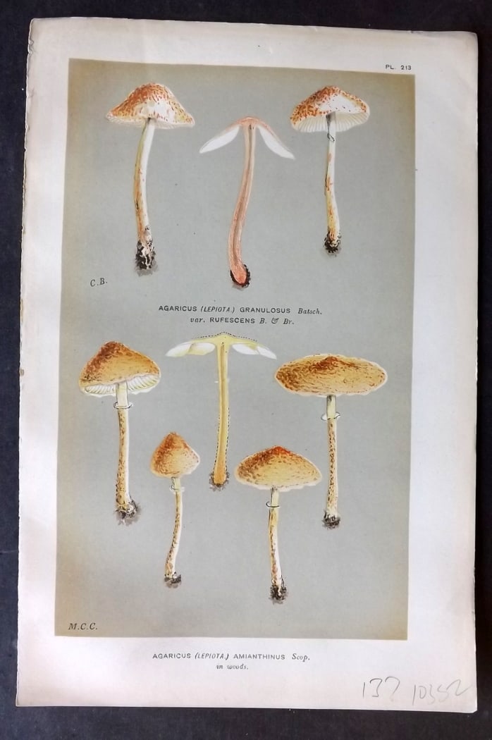 Cooke, Mordecai 1881 Antique Mushroom Print. Agaricus Amianthinus 213: Chromolithograph Published 1881-1891, London for "Illustrations to British Fungi" by Mordecai Cubitt Cooke. Paper Size: 9 x 6 inch (23 x 15cm) Good Condition