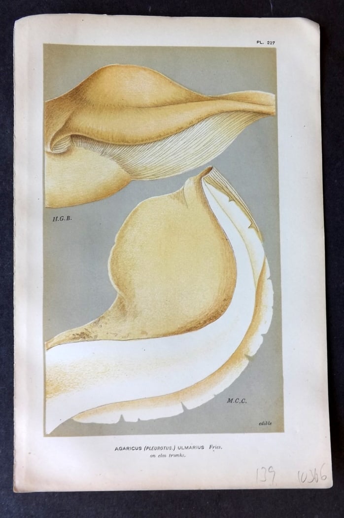 Cooke, Mordecai 1882 Antique Mushroom Print. Agaricus Ulmarius 227: Chromolithograph Published 1881-1891, London for "Illustrations to British Fungi" by Mordecai Cubitt Cooke. Paper Size: 9 x 6 inch (23 x 15cm) Good Condition