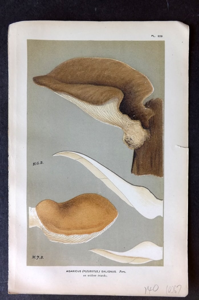 Cooke, Mordecai 1882 Antique Mushroom Print. Agaricus Salignus 228 (1 of 1)