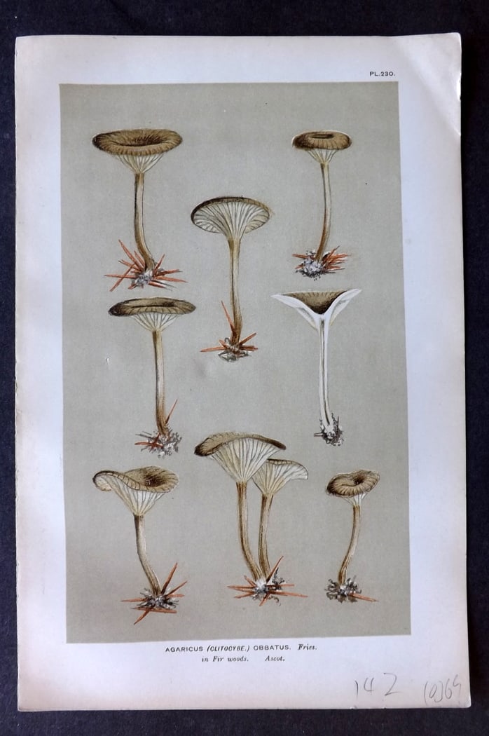 Cooke, Mordecai 1882 Antique Mushroom Print. Agaricus Obbatus 230 (1 of 1)