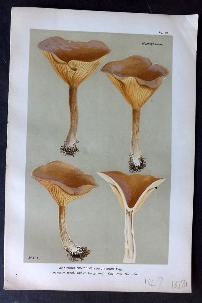 Cooke, Mordecai 1882 Antique Mushroom Print. Agaricus Pruinosus 231: Chromolithograph Published 1881-1891, London for "Illustrations to British Fungi" by Mordecai Cubitt Cooke. Paper Size: 9 x 6 inch (23 x 15cm) Good Condition