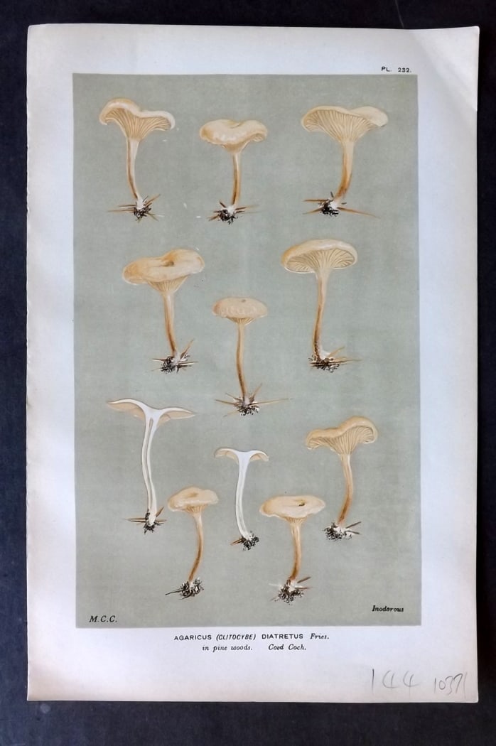 Cooke, Mordecai 1882 Antique Mushroom Print. Agaricus Diatretus 232 (1 of 1)