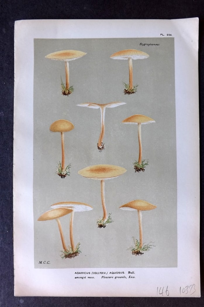 Cooke, Mordecai 1882 Antique Mushroom Print. Agaricus Aquosus 234 (1 of 1)