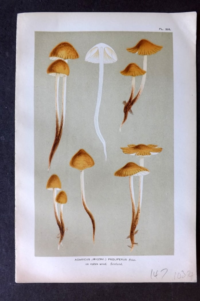 Cooke, Mordecai 1882 Antique Mushroom Print. Agaricus Proliferus 235: Chromolithograph Published 1881-1891, London for "Illustrations to British Fungi" by Mordecai Cubitt Cooke. Paper Size: 9 x 6 inch (23 x 15cm) Good Condition