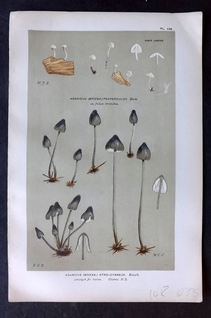 Cooke, Mordecai 1882 Antique Mushroom Print. Agaricus Atro-Cyaneus 236: Chromolithograph Published 1881-1891, London for "Illustrations to British Fungi" by Mordecai Cubitt Cooke. Paper Size: 9 x 6 inch (23 x 15cm) Good Condition